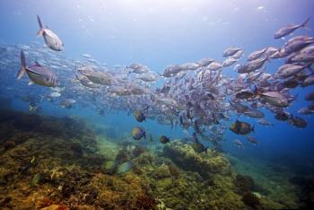 Snorkel en Isla del Caño, Pacífico Sur, Costa Rica photo